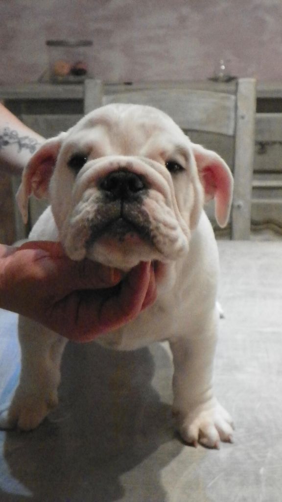Lolipops Goliath Bulls